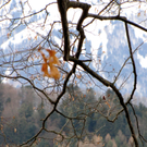 KOE-Fr__hlingsbeginnFeldkirch 15_jpg-1267167700