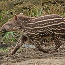 Tapir-Baby im Zoo Salzburg