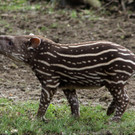 ZooSBG_Tapir_Baby2.jpg