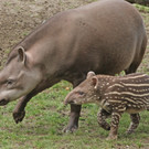 ZooSBG_Tapir_Bibi_Baby.jpg