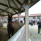 Western Reithalle am 9_ April 2013  _2_.JPG