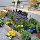 DSC_0439_JPG-1365767205