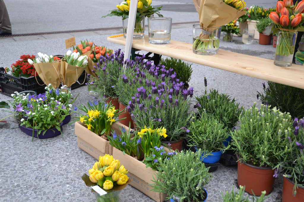 DSC_0439_JPG-1365767205