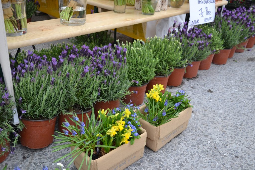 DSC_0394_JPG-1365767784