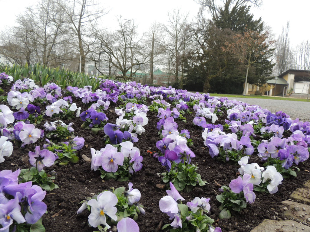 DSCN0604_JPG-1365808723