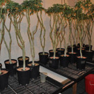 Die Riesen-Hanfplantage in Wien-Penzing