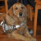 blindenhund_jpg-1365952294