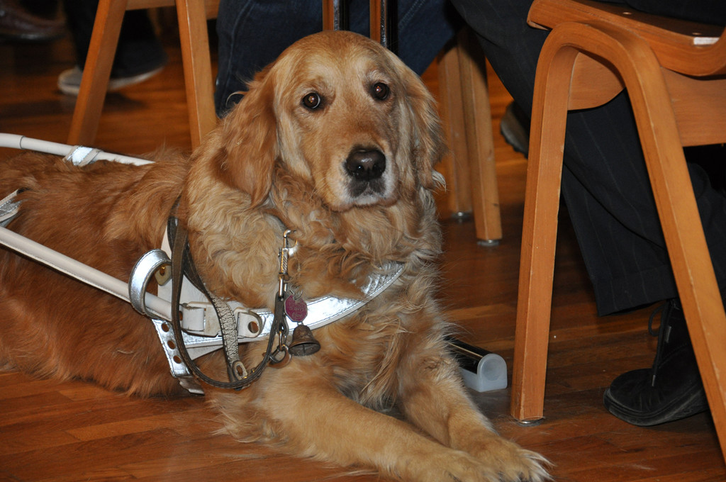 blindenhund_jpg-1365952294