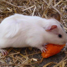 Spiele48Zoo_jpg-1365969759