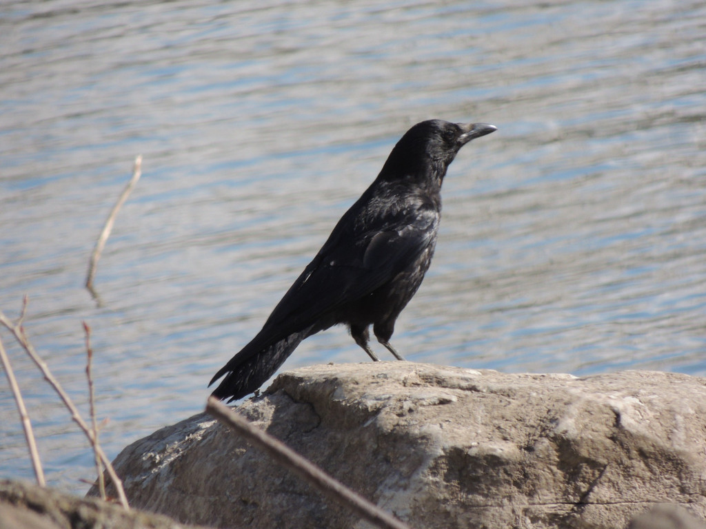 DSCN3308_JPG-1365982397