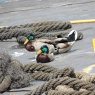 DSCN3140_JPG-1365982359