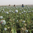 IBD0320-20130410.jpg