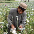 IBD0321-20130410.jpg