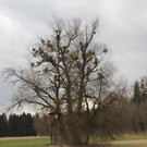 Illspitz6_jpg-1366042225