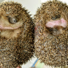 Die beeindruckensten Tierbilder 