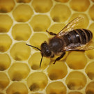 ABD0002-20130413.jpg