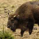 ABD0119-20130411.jpg