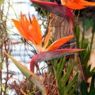 IMG_7960.JPG