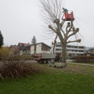 Wirtschaftshof beim Bäumeschneiden im Ortsgebiet unterwegs 