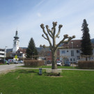 Baumschnittaktion Wi-hof 2013 _5__jpg-1366450130