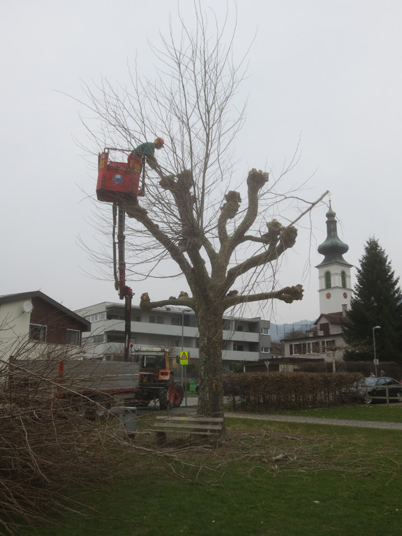 Baumschnittaktion Wi-hof 2013 _4__jpg-1366450127