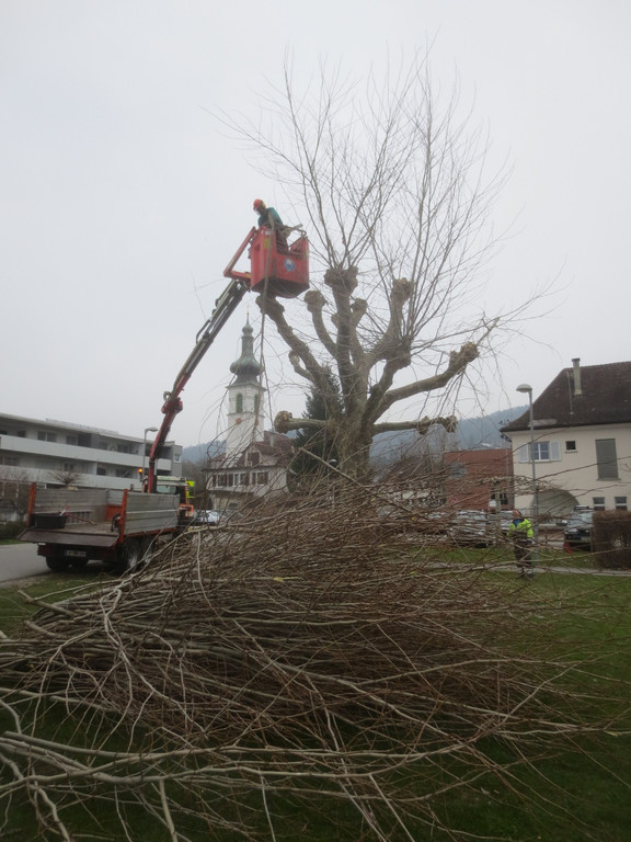 Baumschnittaktion Wi-hof 2013 _3__jpg-1366450123