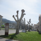 Baumschnittaktion Wi-hof 2013 _6__jpg-1366450133