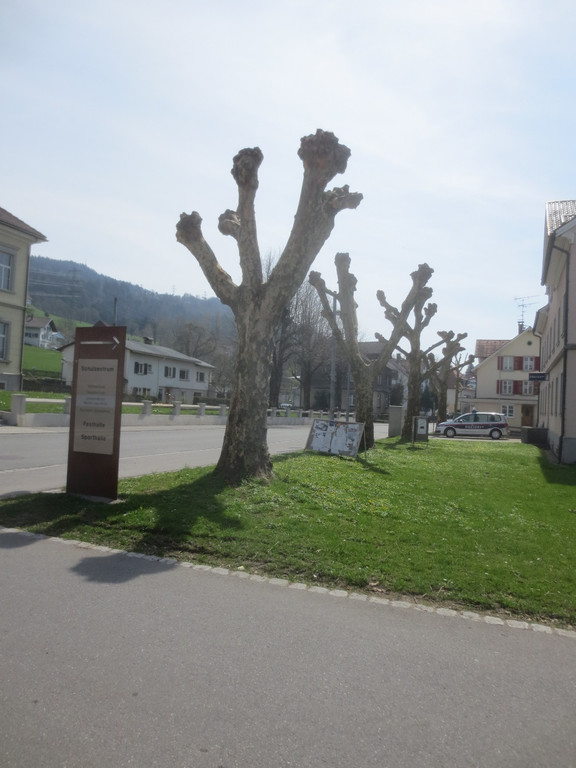 Baumschnittaktion Wi-hof 2013 _6__jpg-1366450133