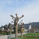 Baumschnittaktion Wi-hof 2013 _7__jpg-1366450137