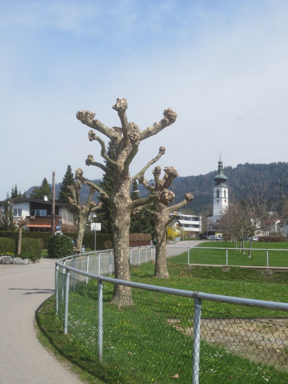 Baumschnittaktion Wi-hof 2013 _7__jpg-1366450137