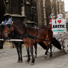 Greenpeace-Aktion in Wien für Schutz der Arktis