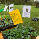normal_20042013fmt_jungpflanzenmarkt_mw-10.jpg