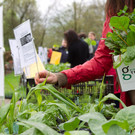 normal_20042013fmt_jungpflanzenmarkt_mw-11.jpg