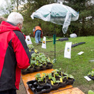 normal_20042013fmt_jungpflanzenmarkt_mw-5.jpg