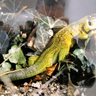 KOE-JHV-Rheticus 22_jpg-1267304857