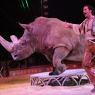 19042013circuskrone05012aktivnews__2174.JPG
