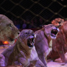 19042013circuskrone05012aktivnews__1890.JPG