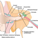 Ohr_Schema4_jpg-1366736278