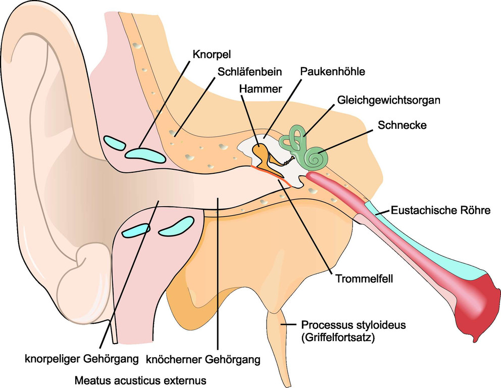 Ohr_Schema4_jpg-1366736278