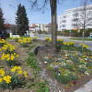 Fr__hling in Lochau April 2013 _1__jpg-1366786856