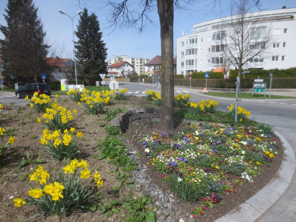 Fr__hling in Lochau April 2013 _1__jpg-1366786856