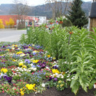 Fr__hling in Lochau April 2013 _16__jpg-1366786947