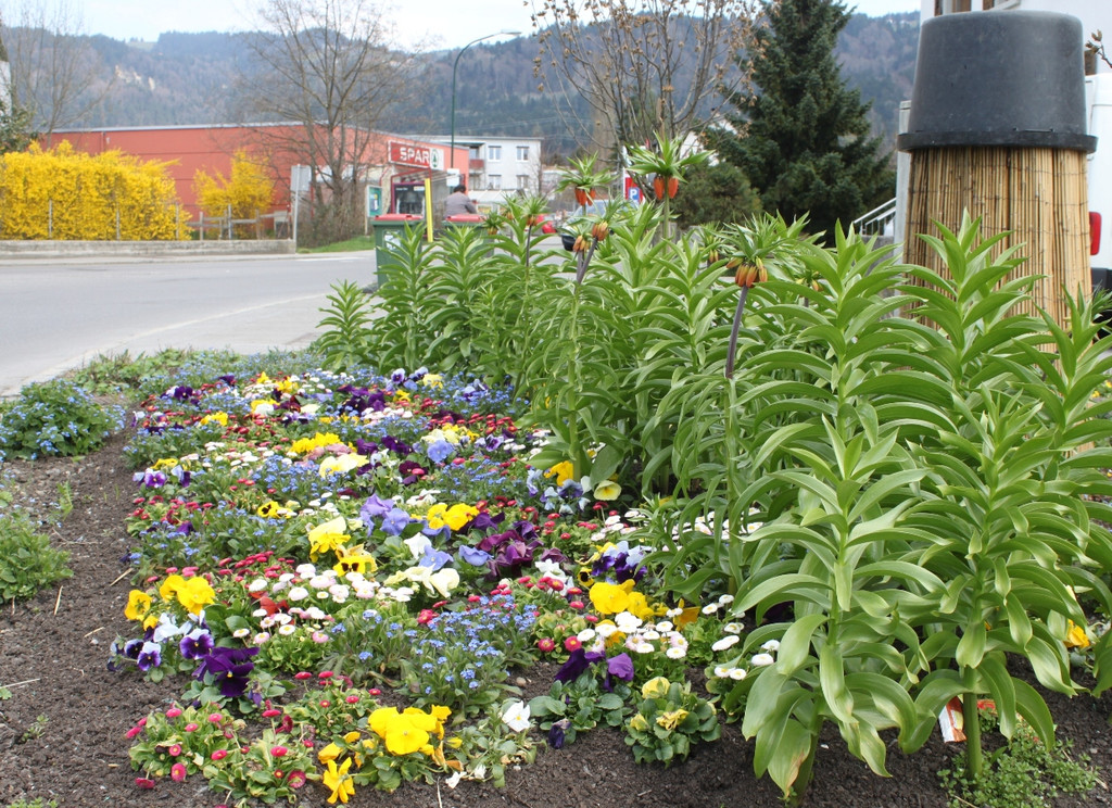 Fr__hling in Lochau April 2013 _16__jpg-1366786947