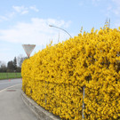 Fr__hling in Lochau April 2013 _14__jpg-1366786929