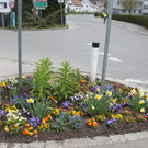 Fr__hling in Lochau April 2013 _12__jpg-1366786912