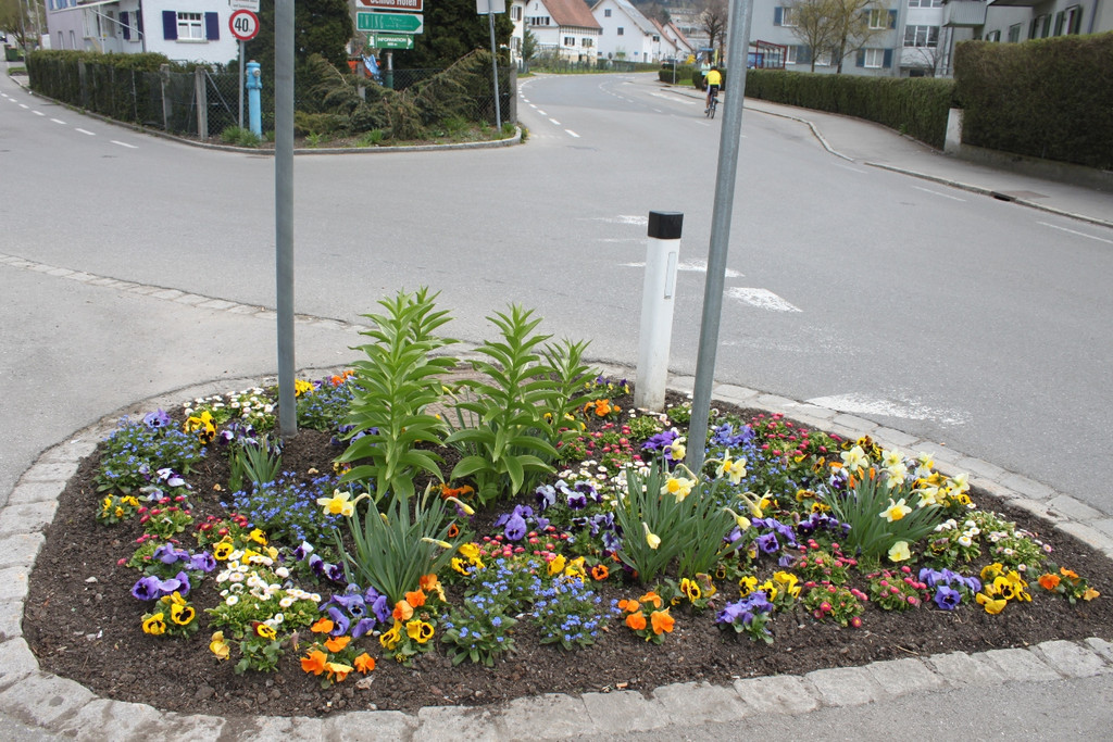 Fr__hling in Lochau April 2013 _12__jpg-1366786912