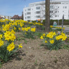 Fr__hling in Lochau April 2013 _5__jpg-1366786875