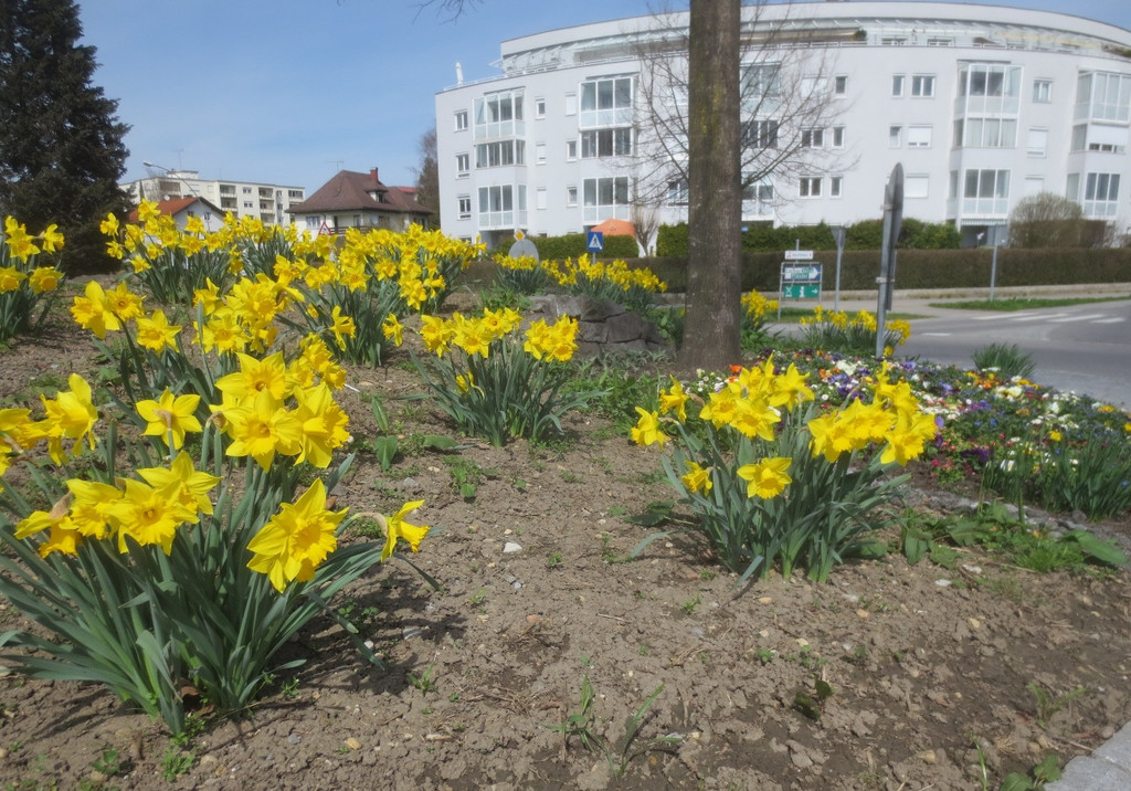 Fr__hling in Lochau April 2013 _5__jpg-1366786875