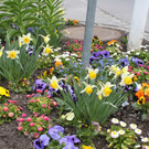 Fr__hling in Lochau April 2013 _13__jpg-1366786921