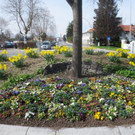 Fr__hling in Lochau April 2013 _4__jpg-1366786870